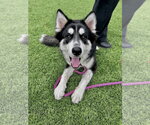 Small Photo #2 Siberian Husky Puppy For Sale in Salinas, CA, USA