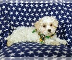 Small Photo #5 Maltese Puppy For Sale in ATGLEN, PA, USA