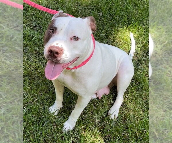 Medium Photo #8 American Staffordshire Terrier-Unknown Mix Puppy For Sale in Holly Springs, NC, USA