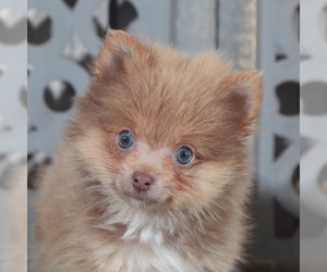Pomeranian Puppy for Sale in MOUNT VERNON, Ohio USA
