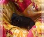Small Yorkshire Terrier