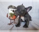 Small Photo #2 French Bulldog Puppy For Sale in LITTLE ELM, TX, USA