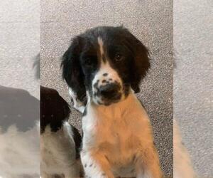 English Springer Spaniel Puppy for sale in CUSTER, SD, USA