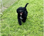 Small Photo #1 Bernedoodle Puppy For Sale in WACO, TX, USA