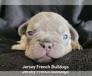 French Bulldog Puppy for sale in BERLIN, NJ, USA