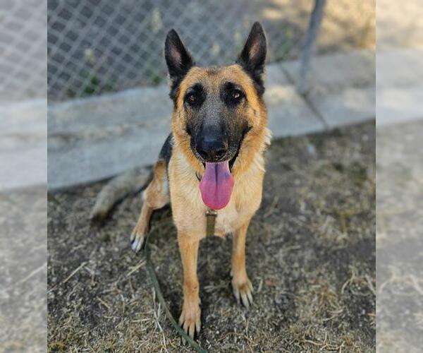 Medium Photo #2 German Shepherd Dog-Unknown Mix Puppy For Sale in Sacramento, CA, USA