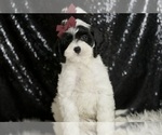 Puppy Crasher Cavapoo