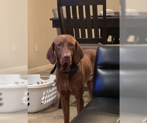 Father of the Vizsla puppies born on 08/23/2019