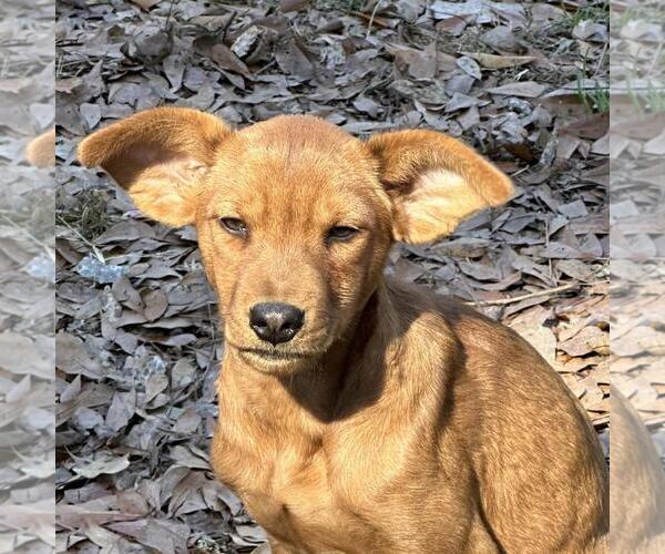 Medium Photo #1 Mutt Puppy For Sale in Yardley, PA, USA