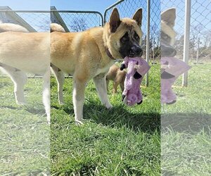 Akita Dogs for adoption in Columbus, IN, USA