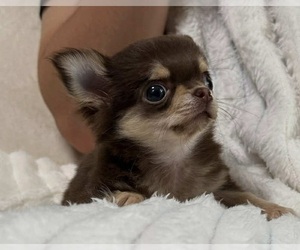 Chihuahua Dog for Adoption in NEWBERN, Tennessee USA