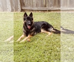 Small Photo #1 German Shepherd Dog Puppy For Sale in HOUSTON, TX, USA