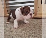 Small Photo #6 English Bulldog Puppy For Sale in DE WITT, MI, USA