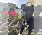 Small #3 American Pit Bull Terrier Mix