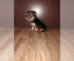Small Photo #5 Yorkshire Terrier Puppy For Sale in LAPEER, MI, USA