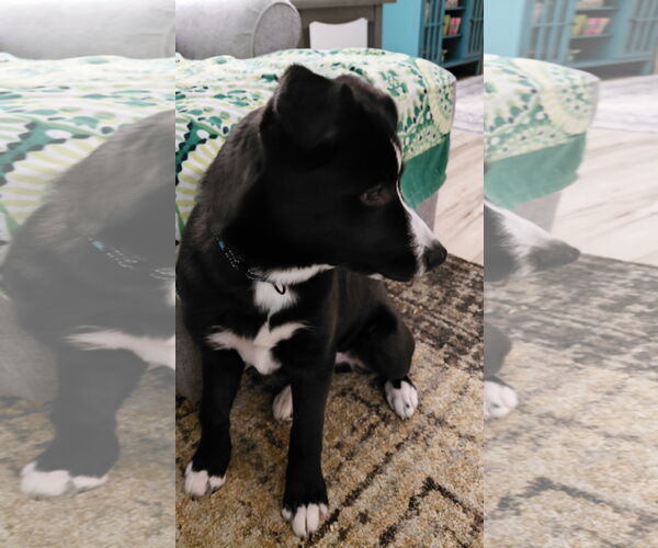 Medium Photo #7 Siberian Husky-Staffordshire Bull Terrier Mix Puppy For Sale in Fort Wayne, IN, USA