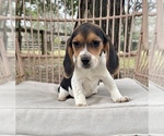 Small Photo #1 Beagle Puppy For Sale in OCALA, FL, USA