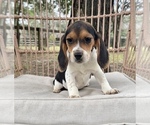 Small Beagle