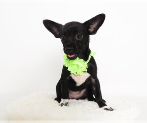 Oakland - Female Chihuahua-Unknown Mix Dog for Adoption - Photo #2