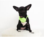 Small Photo #2 Chihuahua-Unknown Mix Puppy For Sale in Phoenix, AZ, USA