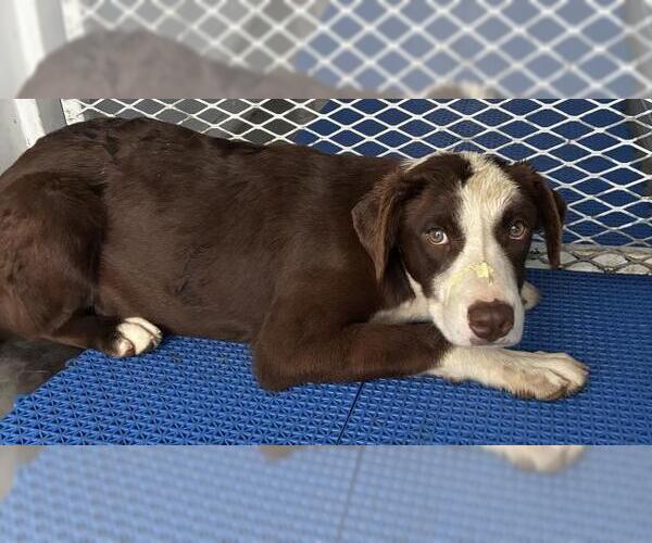 Medium Photo #1 Collie Puppy For Sale in Bakersfield, CA, USA