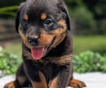 Small #5 Rottweiler