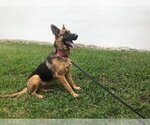 Small Photo #7 German Shepherd Dog Puppy For Sale in Fort Lauderdale, FL, USA
