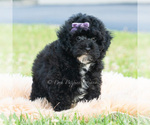 Small #5 Poodle (Miniature)