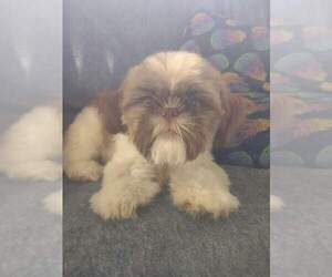Mother of the Shih Tzu puppies born on 03/11/2024