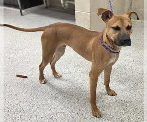 Labrador Retriever-Unknown Mix Dogs for adoption in Conroe, TX, USA
