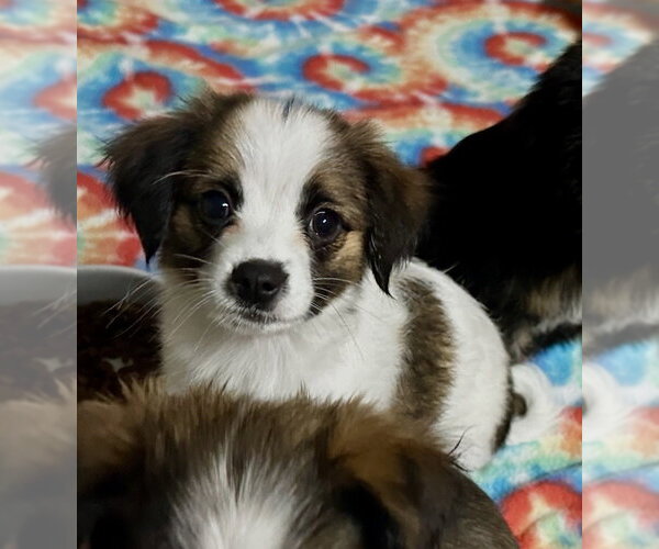 Medium Photo #2 Pekalier Puppy For Sale in Valrico, FL, USA