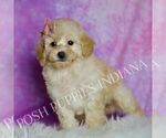 Small #2 Poodle (Miniature)