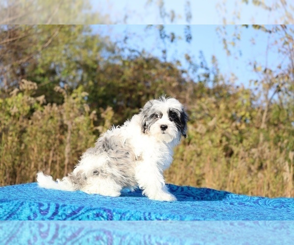 Medium Photo #23 ShihPoo Puppy For Sale in DYERSBURG, TN, USA