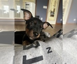 Small #4 Australian Cattle Dog