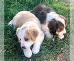 Small Photo #7 Great Bernese Puppy For Sale in SCOTTSDALE, AZ, USA