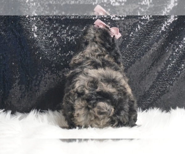 Medium Photo #6 Poodle (Toy) Puppy For Sale in WARSAW, IN, USA