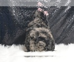 Small Photo #6 Poodle (Toy) Puppy For Sale in WARSAW, IN, USA
