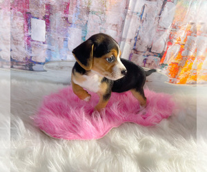 Chiweenie Puppy for sale in KINSTON, NC, USA