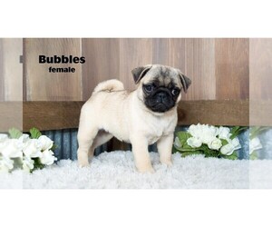 Pug Puppy for sale in CLARE, MI, USA