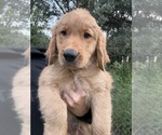 Small #1 Golden Retriever