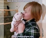 Small Photo #99 Dogo Argentino Puppy For Sale in JANE, MO, USA
