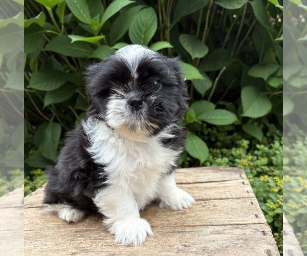 Medium Photo #2 Shih Tzu Puppy For Sale in MIDDLEBURY, IN, USA
