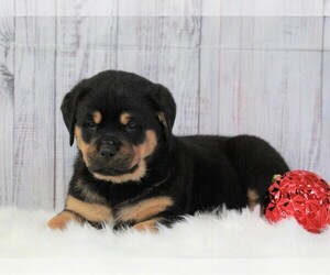 Rottweiler Puppy for sale in APPLE CREEK, OH, USA