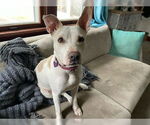 Small #5 Labrador Retriever Mix