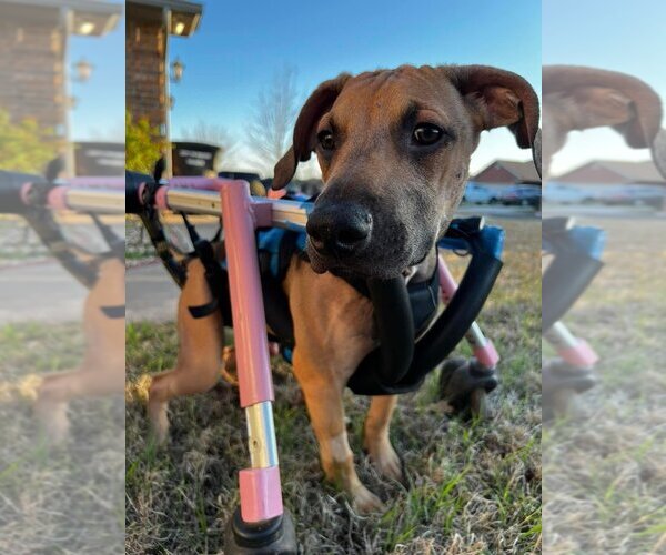 Medium Photo #5 Mutt Puppy For Sale in OKLAHOMA CITY, OK, USA