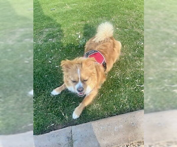 Medium Photo #5 Pomeranian-Unknown Mix Puppy For Sale in Mesa, AZ, USA