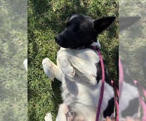 German Shepherd Dog-Unknown Mix Dogs for adoption in Riverside, CA, USA