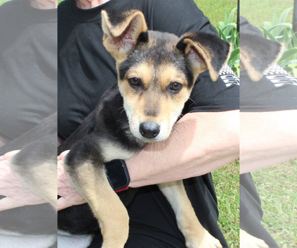 Medium Photo #2 Siberian Husky-Unknown Mix Puppy For Sale in Prattville, AL, USA