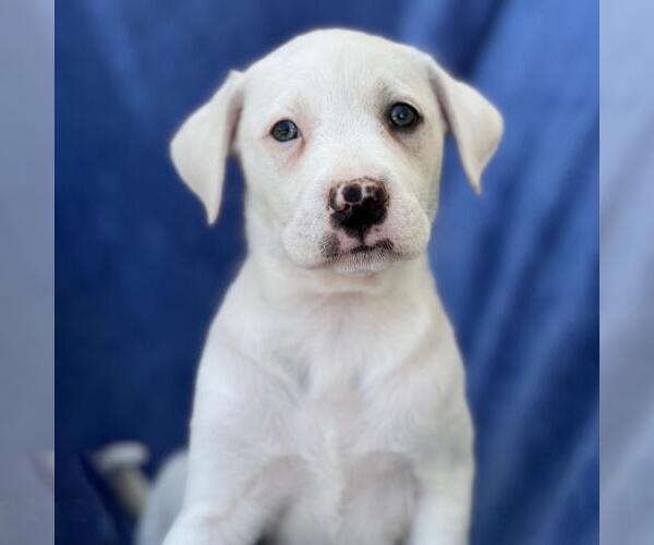 Medium Photo #4 Labrador Retriever-Unknown Mix Puppy For Sale in San Diego, CA, USA