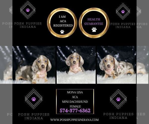 Medium Photo #3 Dachshund Puppy For Sale in WARSAW, IN, USA